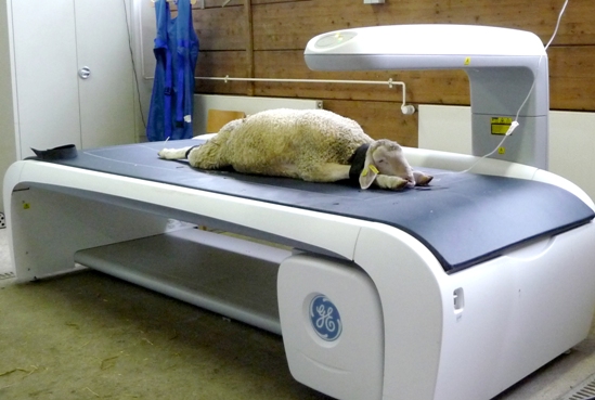 Schwein im DXA-Scanner